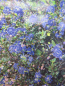 Preview: Hochstamm Säckelblume Blue Sapphire ® 3